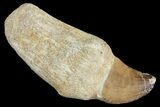 Fossil Rooted Mosasaur (Prognathodon) Tooth - Morocco #163907-1